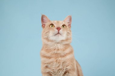 Kızıl kedi dik oturur geniş gözleri ve hafif bir sırıtışla. Yumuşak tüylü görünüyor..