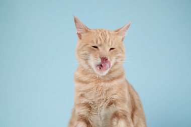 Kedi burnunu yalıyor ve sol tarafa bakıyor, orta bakımlı. Kürkü mavi ışıkta yumuşak ve temiz görünür..