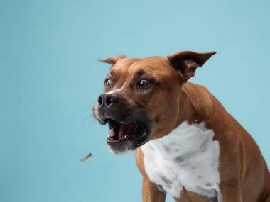 Bir staffordshire teriyeri havada geniş ağızlı bir ödül yakalar. İkram da köpek de odak noktasında, zamanlama ve hassasiyet gösteriyor..