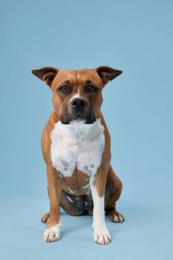 Bir staffordshire teriyeri mavi arka planda kameraya dönük duruyor. Köpek kas yapısı ve simetrik duruşu açıkça görülebilir..