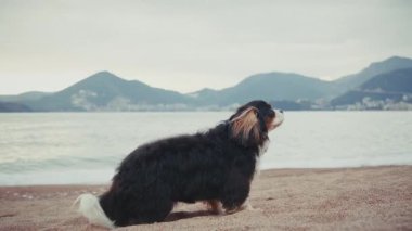 Collie Border kumsalda uzanıyor. Uzağa bakıyor. Sakin bir an, sakin bir ışık ve arka planda su..