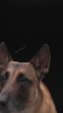 Belçikalı bir Malinois odaklanmış ifadeyle yana bakar. Çerçeve keskin bir profil yakalıyor ve stüdyo ışıkları altında alarm veriyor..