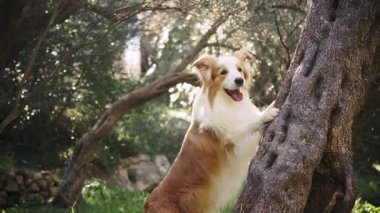 Bir Border Collie antrenman sırasında ağaç gövdesine doğru atlar. Köpek güneş ışığında yukarı doğru uzanıyor, kulakları havada ve kuyruğu kıvrık..
