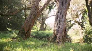 Bir Border Collie, ağaçtaki bir mahzeni tamamladıktan sonra güzel bir şekilde çimlere iner. Sahne yumuşak orman ışığını ve köpeklerin odaklanmış duruşunu gösteriyor..