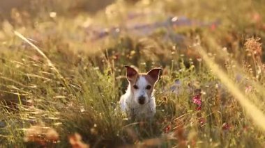 Bir Jack Russell Terrier, sıcak arka ışığın altında uzun otların arasında sakince oturur. Kır çiçekleri ve güneş ışınları rüya gibi bir doğa ortamı yaratır..