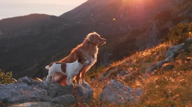 Bir Nova Scotia Duck Tolling Retriever ve bir Jack Russell Terrier altın arazide yan yana yürüyor. Dağ manzarası, bu video çerçevesinde, günün son günışığıyla aydınlanır..