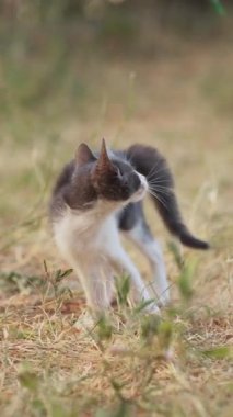 Genç bir kedi aşağıdaki bir şeyi koklarken çimlerin arasında öne çıkar. Dikey çerçeve uyarı hareketini yakalar.