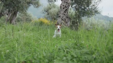 Teriyer, yumuşak güneş ışığı ve koyu yeşil çimlerin altında zeytin koruluğunun ortasında duruyor..