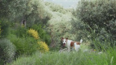 Teriyer uzun, çiçek açan çalıların arasında donmuştu. Yumuşak arka plandaki ağaçlar. Hala çerçeve.
