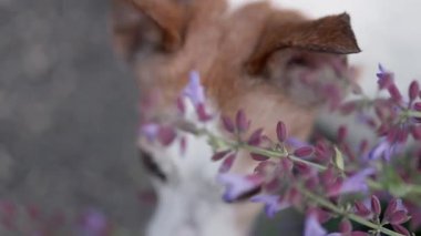 Kafası dönen küçük bir teriyer, yakın çerçevede lavanta çiçeklerine bakıyor. Sığ alan derinliği burnu ve çiçekleri vurgular..