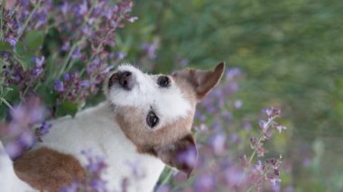 Terrier, etrafı lavanta çiçekleri ile çevriliyken bir çekimde tetikte görünüyor. Doğal arkaplan bulanık.