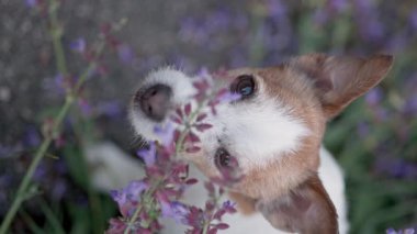Kafası dönen küçük bir teriyer, yakın çerçevede lavanta çiçeklerine bakıyor. Sığ alan derinliği burnu ve çiçekleri vurgular..
