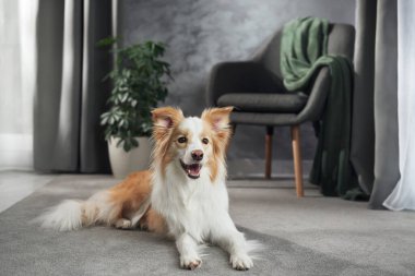Border collie bir pencere kenarındaki yumuşak doğal ışıkta yerde rahatça yatıyor ve gülümsüyor..