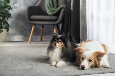 İki köpek halının üzerinde doğal ışık kaynağının yanında dinleniyor, birinin kafası aşağıda yorgun görünüyor..