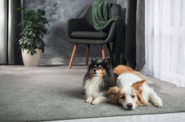 Bir çoban köpeği ve bir Sheltie, yeşil atımlı ve çiçekli parlak bir odada yumuşak bir halının üzerinde sakince yan yana yatıyorlardı.