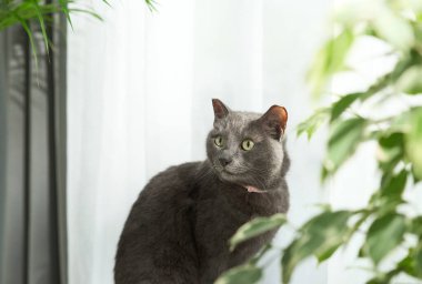 Yeşil yaprakların ve perdelerin yanında duran gri kedinin yan görüntüsü