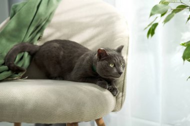 Yeşil eşarp ve yeşillikle dinlenen gri kedinin arka koltuğu.