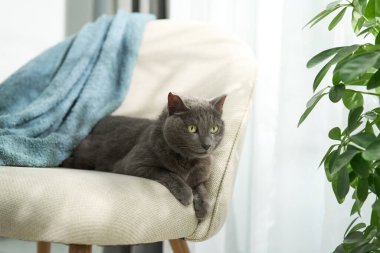 Gri evcil hayvan, yeşil yaprakların yanında, yumuşak sandalyenin kenarında rahat bir şekilde oturuyor.