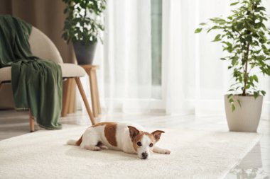 Bir Jack Russell Terrier, minimalist bir evde, bir sandalyenin ve yapraklı saksıların yanında, bir ışık zeminine uzanır..