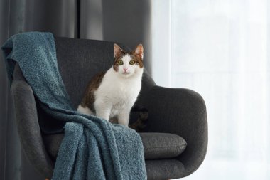 Bir kedi, kısmen mavi bir battaniyeyle kaplı, koyu renk yastıklı bir sandalyede dinlenir. Yumuşak ışık perdelerin arkasından süzülür.