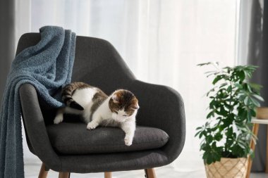 Beyaz ve kahverengi bir kedi, yeşil bir bitkinin yanında koyu renkli bir döşemede sessizce oturur. Yumuşak mavi bir battaniye sandalyeyi örtüyor..