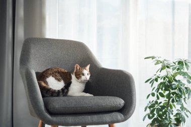 Minimalist bej bir sandalyeye çömelmiş beyaz ve kahverengi bir kedi. Duruşu odaklanmış ve tetikte..