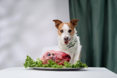 Masada salatayla süslenmiş çiğ ete bakan bir Jack Russell Terrier. Beyaz arka plan ve yeşil perde köpeğe ve yemek takımına odaklanır..