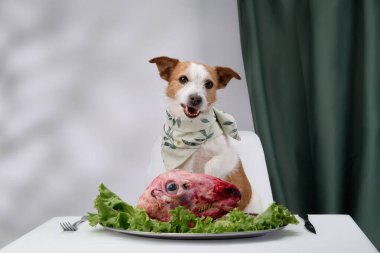 Bir Jack Russell Terrier marulla süslenmiş çiğ et tabağının arkasında mutlu bir şekilde oturuyor. Sahne, zarif masa düzeni ve perde arkaplanı ile köpek şakacı tavrını vurgular.