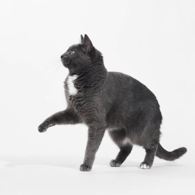 Gri kedi bir patisini tetikte dururken kaldırır. Gözleri kadrajın dışında, kulakları hafif açılı..