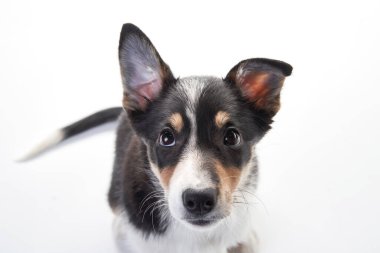 Bir Border Collie köpeği arka planda görünür bir oyuncakla poz verir. Beyaz arkaplan görüntünün neşeli ve ilginç havasını arttırır.