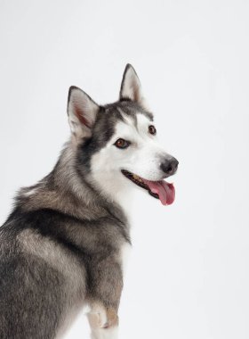 Sibirya Husky 'si beyaz arka planda yan oturuyor, dili dışarı çıkmış ve kuyruğu zarif bir şekilde kıvrılmış. Köpekler rahat duruş ve parlak ifade sakin enerjisini sergiliyor..