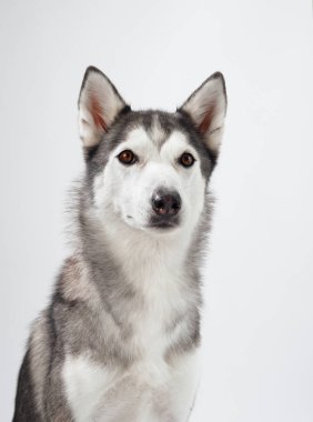 Bir Sibirya Husky 'si beyaz bir arka plana karşı sakin bir poz içinde yakalandı, kalın paltosu ve sakin ifadesi göze çarpıyor. Köpekler sakin tavırlarını yansıtıyor..