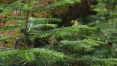 Güneş ışığı, sakin bir ormanda eğreltiotlarının arasından süzülür. Video çerçevesi yoğun yeşil dokuları ve doğal gölgeleri yakalar.