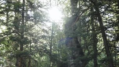 Bir Jack Russell Terrier, ağaçların arasından güneş ışınları geçerken gölgeli bir ormandan geçiyor..