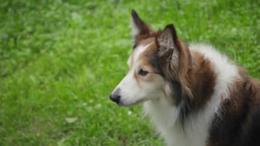 Bir Border Collie, yemyeşil bir orman ortamında kameraya yakalanır. Çerçeve dışı bir şeye odaklanır. Köpeğin altını çizmek için arka plan hafifçe bulanıklaşıyor.