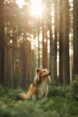 Uzun ağaçlarla çevrili güneşli bir ormanda zarif bir şekilde oturan bir Collie. Sakin sahne köpeklerin zarif duruşunu ve doğayla bağlantısını vurguluyor..