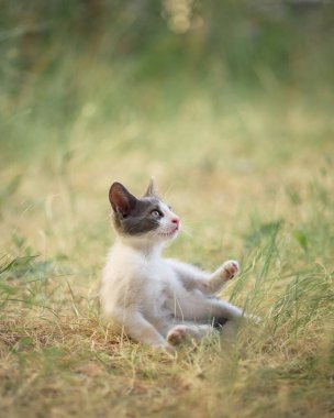 Küçük bir kedi yavrusu yan bakan çimenlerin üzerinde rahatça yatıyor. Yumuşak ışık ve kuru arazi sıcak ve sakin bir atmosfer yaratır..
