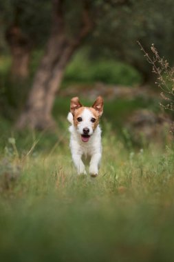 Küçük Jack Russell teriyeri ormanlık alanda uzun yabani otların arasında yürüyor. Derinlik ve çerçeve boyut karşıtlığı ve keşfi vurguluyor.