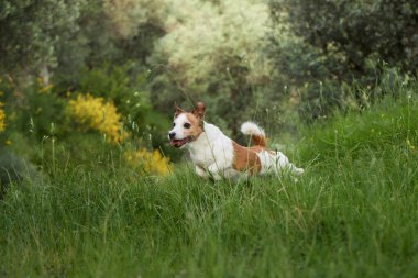 Jack Russell Terrier ağaçlarla çevrili çimenli bir çayırda sessizce dinleniyor. Vücudu rahat, bakışları sakin, dışarıda huzurlu bir anın tadını çıkarıyor..
