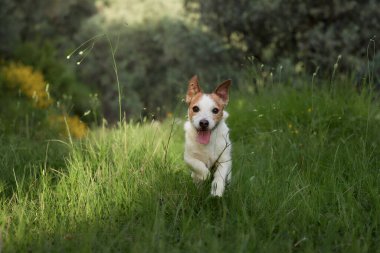 Jack Russell Terrier, yemyeşil yapraklarla çevrili açık bir alanda koşuyor. Sabah ışığı sakin yürüyüşüne sıcaklık katıyor..