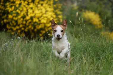 Jack Russell Terrier sarı çiçekli yemyeşil bir çayırda güvenle poz veriyor. Duruş güçlü ve doğrudan..