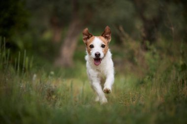 Bir Jack Russell Terrier, yumuşak bir orman yolunda kulakları açık bir şekilde koşuyor. Yüzeyin sığ derinliği köpeği yeşile karşı harekete geçirir..