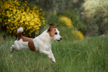 Jack Russell Terrier, sarı kır çiçeklerinin yanında çimenli bir arazide koşuyor. Köpek enerjisi ve neşesi onun hareketine yansıyor..