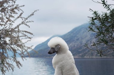 Beyaz bir kaniş bir dağ gölünün yanında sakince oturuyor, suya bakıyor. Köpeğin dingin ifadesi huzurlu manzarayla harmanlanır..