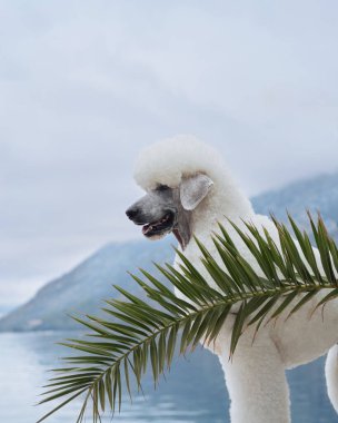 Beyaz bir kaniş, arkasında dağlar olan bir palmiye ağacının yanında duruyor. Köpek doğal ortamda rahat görünüyor..