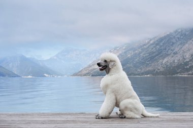Beyaz bir kaniş gölün kenarında oturur, arka planda dağların manzarası vardır. Köpek rahat duruşu doğal manzaranın huzurunu tamamlar..