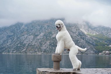 Beyaz bir kaniş, gölün kenarındaki taştan bir direkte güvenle duruyor. Arkasında dağlar var. Köpek duruşu dengeli ve özenli doğasını yansıtır..