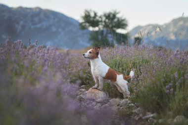 Bir Jack Russell Terrier çiçeklerle ve uzak dağlarla çevrili bir lavanta tarlasının engebeli arazisini keşfeder. Barışçıl ve doğal ortam köpekleri ilginç bir şekilde yakalıyor..