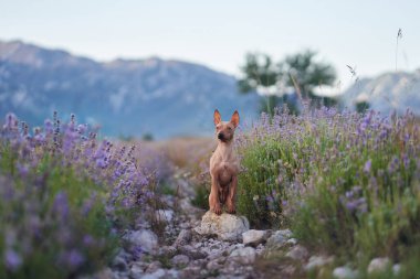 Bir Amerikan Kılsız Teriyer köpeği, serin bir dağ manzarasına dayanan, çiçek açan lavantalarla çevrili kayalık bir yolda poz verir..