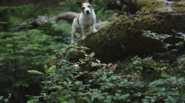 Jack Russell Terrier, ormanda dallar ve yumuşak yosunlar tarafından kısmen gizlenir. Kamera ön plandaki bitkilere odaklanıyor..